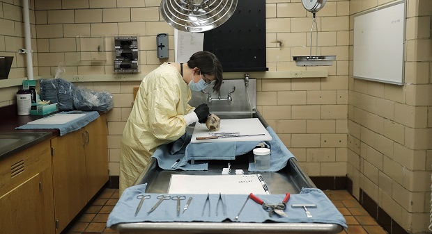 Dr. Desiree Marshall, director of Autopsy and After Death Services for University of Washington Medicine, examines the preserved heart of a person who died of COVID-19 related complications, as she works in a negative-pressure laboratory, Tuesday, July 14, 2020, in Seattle. Seven months after the first patients were hospitalized in China battling an infection doctors had never seen before, countless hours of treatment and research are providing a much closer look at the new coronavirus and the lethal disease it has unleashed. (AP Photo/Ted S. Warren)