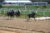 Ellie Victorina, ridden by Grant Whitacre, leads the pack in the second race of the day on Oct. 1, 2023, at Laurel Park. (Angel Gingras/Capital News Service)