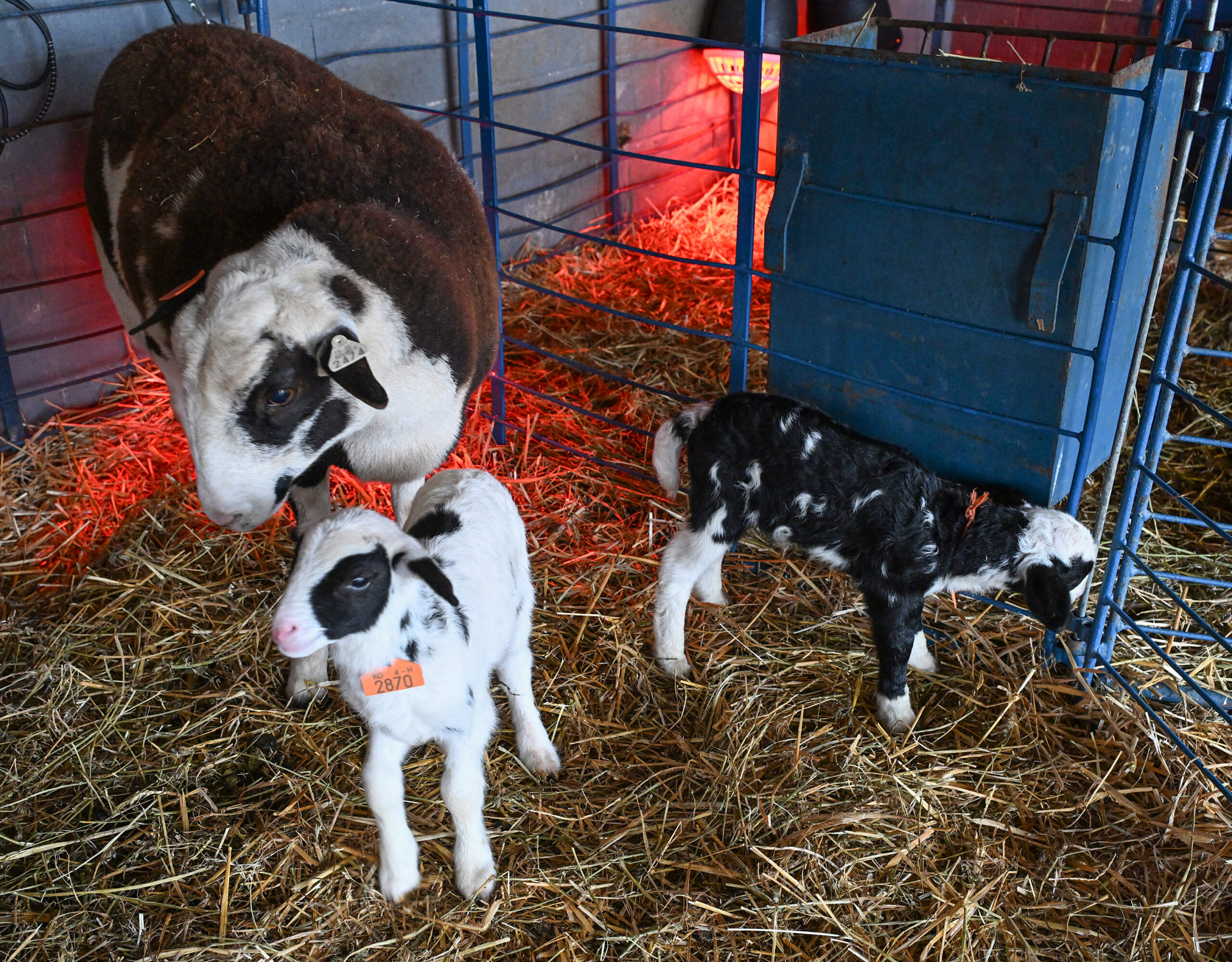 UMES vet school: Where does accreditation stand?