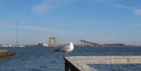A seagull surveys the channel where the Key Bridge once stood. (Mira Beinart/Capital News Service)