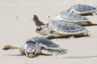 A group of Kemp’s Ridley sea turtles slowly make their way towards the ocean. (USA Today Network)