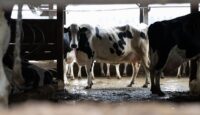 A dairy cow peeks out through the fence of its enclosure at Long Green Farms on Nov. 21, 2025. (Sam Gauntt/Capital News Service)