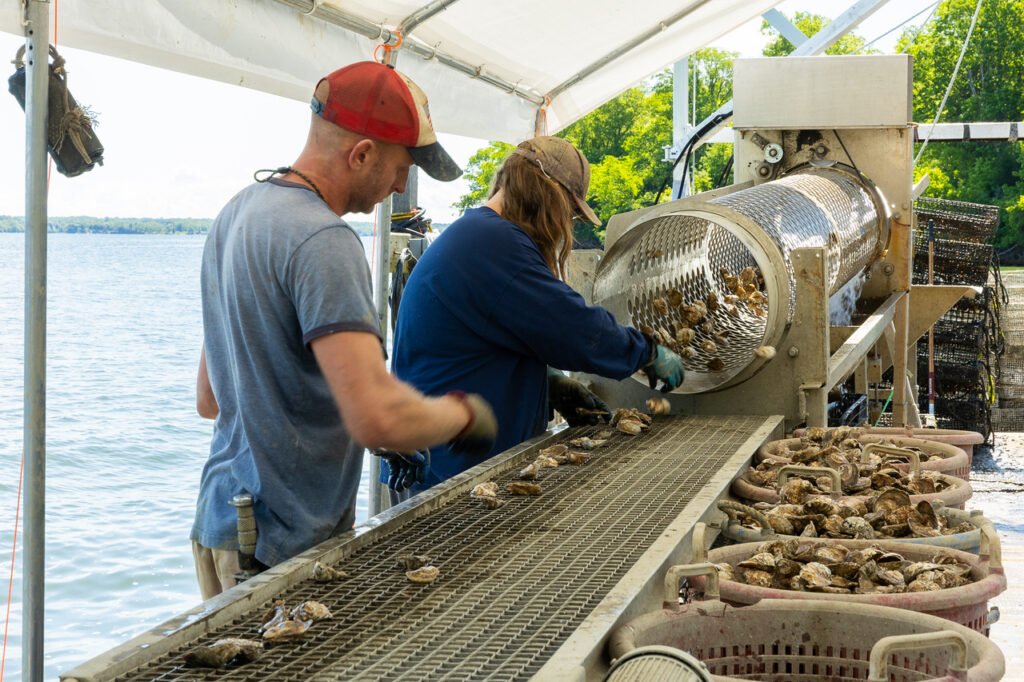 Watermen in St. Mary's County work to wrap the day's oyster harvest. (St. Mary's County Department of Economic Development)