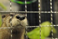 Above and at top, otters Mac and Tuck quickly make themselves at home at the Delmarva Discovery Center. Tuck, a rescue otter, makes himself very comfortable in his new spacious home at the Delmarva Discovery Center. The Discovery Center is located in Pocomoke City. (USA TODAY Network via Reuters Connect)