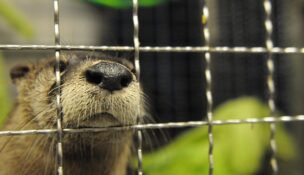 Above and at top, otters Mac and Tuck quickly make themselves at home at the Delmarva Discovery Center. Tuck, a rescue otter, makes himself very comfortable in his new spacious home at the Delmarva Discovery Center. The Discovery Center is located in Pocomoke City. (USA TODAY Network via Reuters Connect)