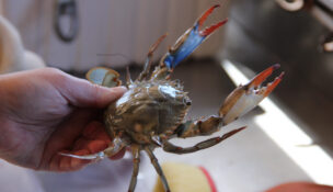 The winter crab dredge survey in Virginia from March 2023. (USA TODAY Network via Reuters Connect)