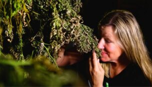 Caption: Fingerboard Farm owner and CEO Dawn Gordon. smelling a hemp plant on her farm. (Courtesy of Fingerboard Farm)