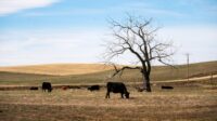 Cattle graze in a field in Montana’s Fergus County in 2022. (Demetrius Freeman/The Washington Post)