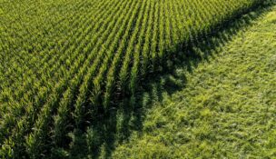 A drone view shows acres of corn fields filling the landscape near Springdale, Iowa, on Aug. 20, 2025. (REUTERS/Evelyn Hockstein)