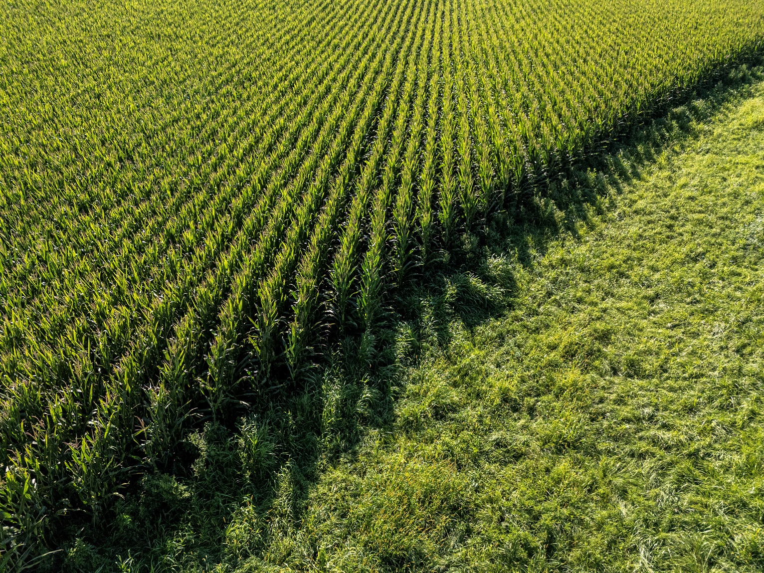 thedailyrecord.com - Reuters Connect - House passes farm bill after scrapping pesticide language opposed by MAHA