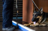 Montgomery County animal services officer Ryan Jesien eased a leash around the neck of an escaped German shepherd. He named the dog Farmer. (Tierney L. Cross/For The Washington Post)