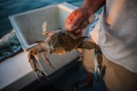A Maryland blue crab, caught off Tilghman Island. (André Chung/for The Washington Post)